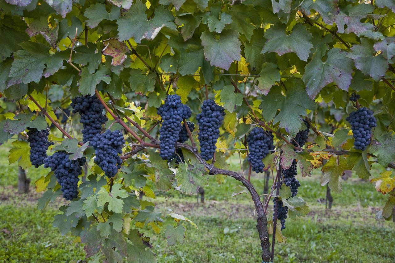 Вилла Arneroni Codogne Экстерьер фото